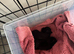 Pups for Sale