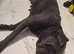 Mastiff mix