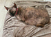 Beautiful sphynx kittens