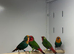 Parrot finches