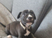 Staffy+cane corso