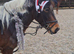Dartmoor hill pony