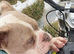 Rear English bulldog