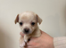 Fluffy Chihuahua Puppies – Now 5 Weeks Old