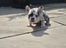 Beautiful french bulldog litter