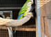 Proven cock bird