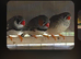 Finches x8