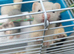 Ferrets for sale