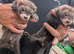 Ferrets for sale