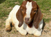 Entire Boer Goat Kids