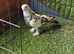 Kurdish pigeons