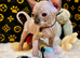 Sphynx kittens