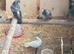 Mixed pidgeons