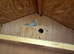 Female budgies for sale