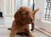 *5 star F1b labradoodle puppies