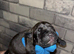 Staffy puppies