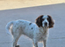Working cocker spaniel pups for sale