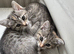 2 little white/grey&rsquo;s