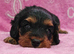 F1 cavapoo DNA TESTED PARENTS