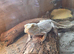 Bearded dragons