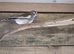 Finches
