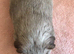 Retired Teddy Sow - Black Sow  & Tweed Boar