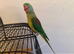 Breeding pair of alexandrian parrots