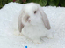 Pure bred mini lop baby rabbit.