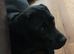 Labrador