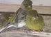 Canaries
