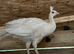 white male peachick
