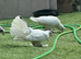 Indian fantails