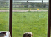 Lhaso apso