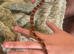 1 year old Corn Snake for sale
