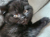 3 BSH Kittens