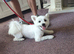 Pomeranian cross