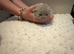 8 British short hair kittens lilacs and blues