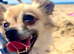 Beautiful 7 year old female tan chihuahua