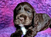 Show type Cocker Spaniel pups
