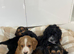 Show type cockapoo