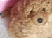 Beautiful Toy poodle puppies.