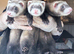 9-week Ferret Kits For Sale - Home Counties
