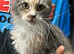 Maine Coon Girls. Polydactyl/Non Poly