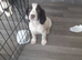 SPRINGER PUPPIES