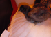 Silkie chicks