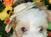 Rare Colour Yorkshire Terriers IHR DNA Tested