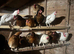 Laying hens for sale