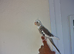 Super silly hand tamed baby cockatiels for sale