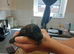 8 Belgian malinois cross whippet puppies for sale