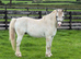 small companion pony